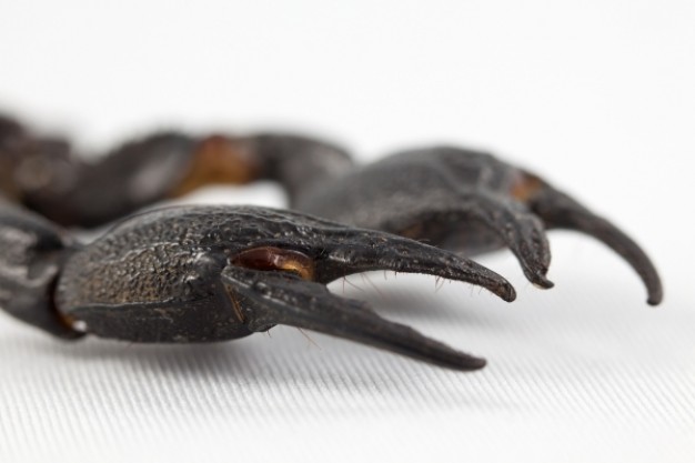 black scorpion claws in side view