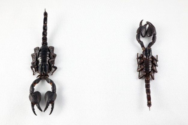 black scorpion pair in front and back