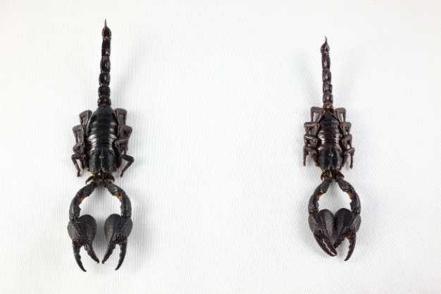 black scorpion pair in top view