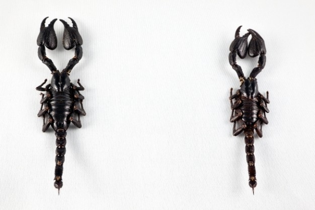 black scorpion pair over gray background