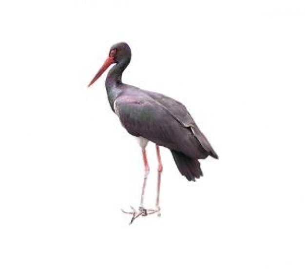 black stork standing in side view