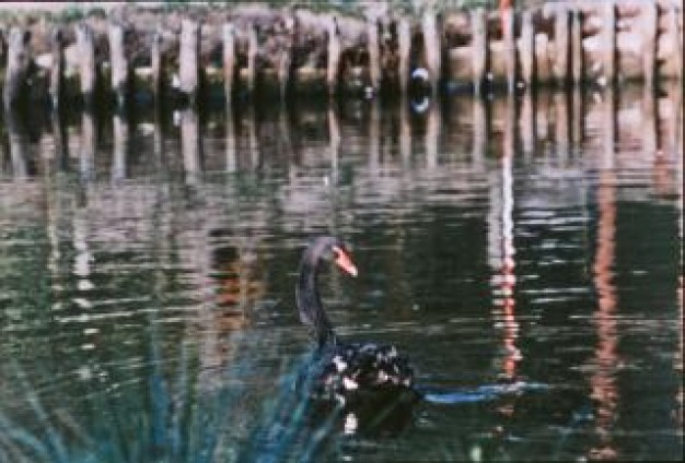 black swan bird swimming on lake with bridge at back