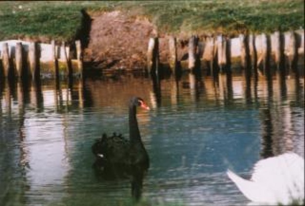 Black Swan black Queensland swan about field and lake