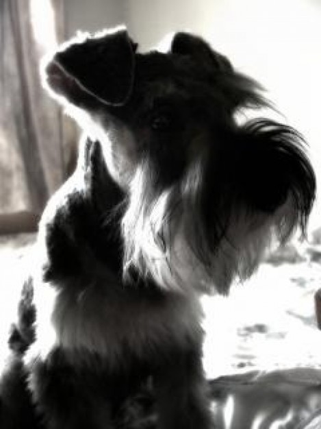 black-white Schnauzer miniature Dog schnauzer closeup about Pet Schnauzer