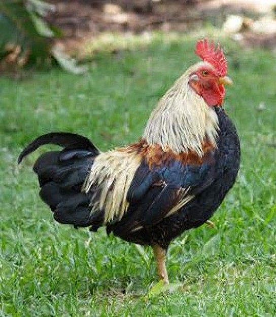 blonde rooster side view with black body at grass