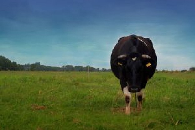 blue and green landscape cow front view