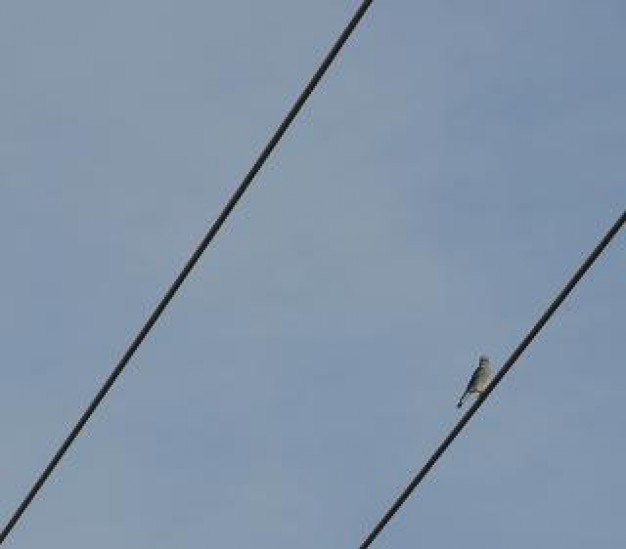 blue bird stopping on a wire