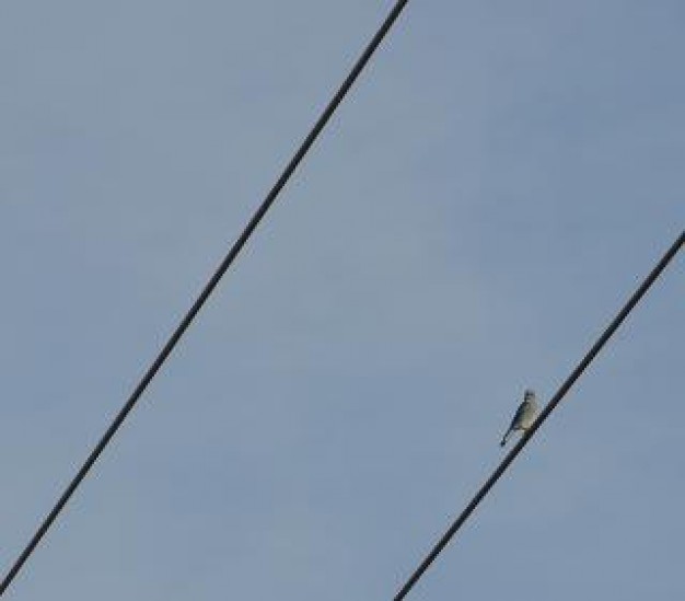 blue bird stopping on a wire
