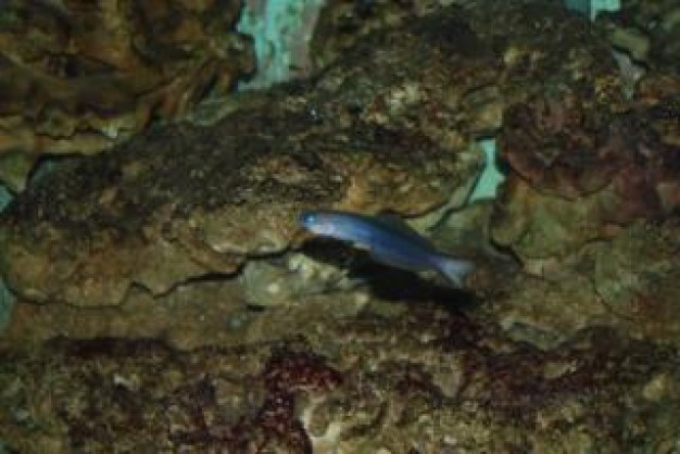 blue fish at surabaya zoo swimming over earth color bottom