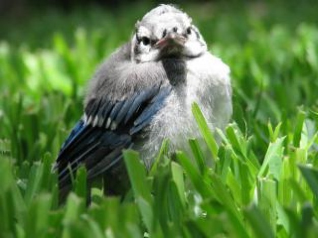 blue jay baby sitting at grass