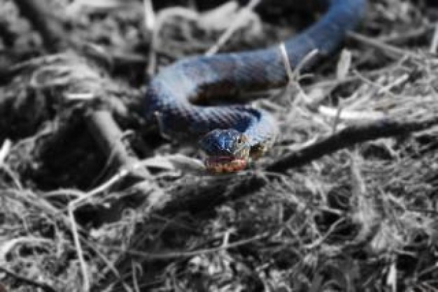 blue snake eyes cold crawling over dried grass