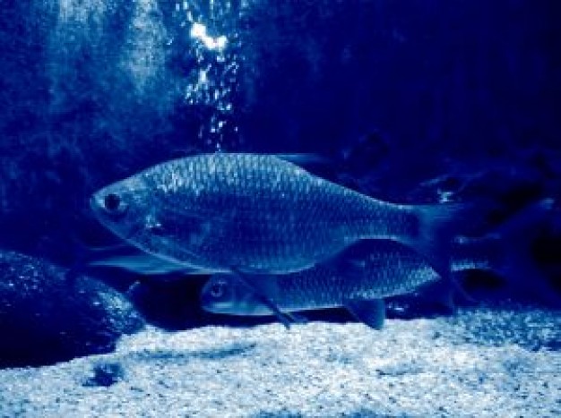 Bluefish blue Fish in sea about Great Blue Heron Biology