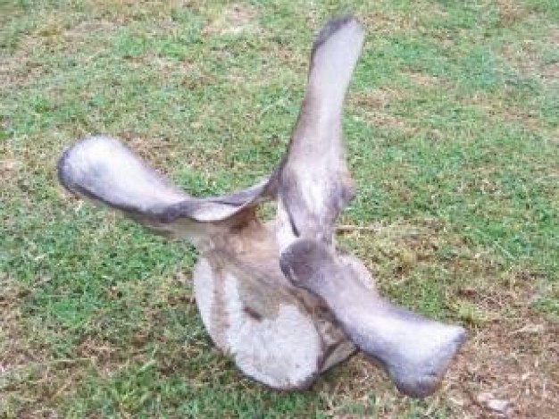 bone of a whale put on grass