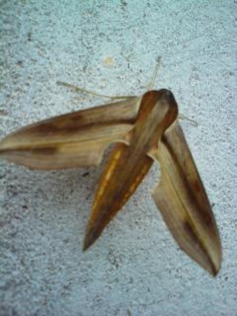 Borneo Malaysia borneo about bug portrait