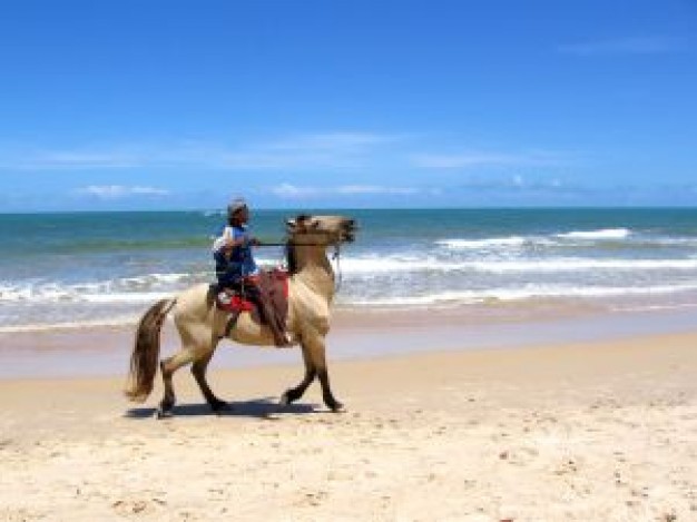 Boy ride horse at beach