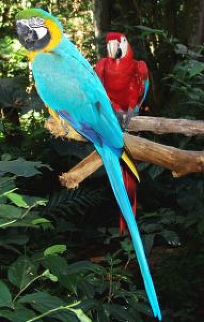 brazil arara parrot standing at sticks