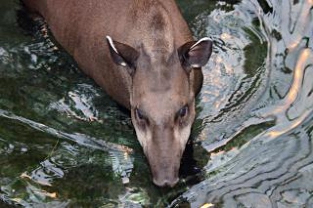 brazilian tapir top view in water
