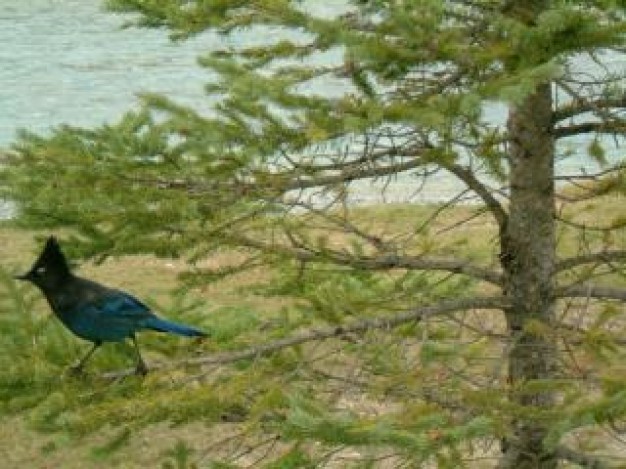 British Columbia birds Canada of interior british columbia cana about pine tree