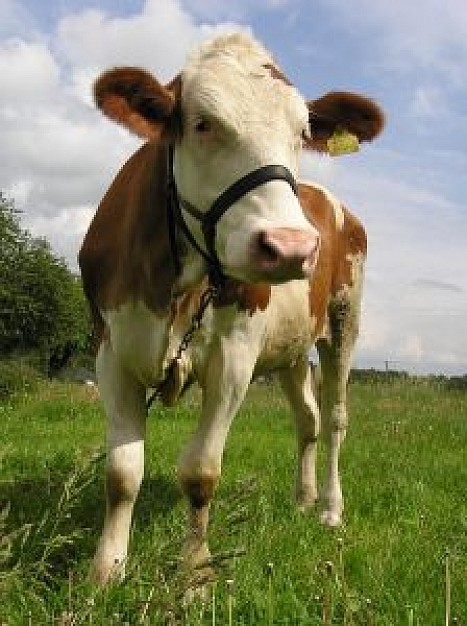 brown and white cow standing at grassland