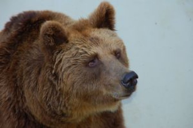 brown bear Costa del Sol face about animal photo