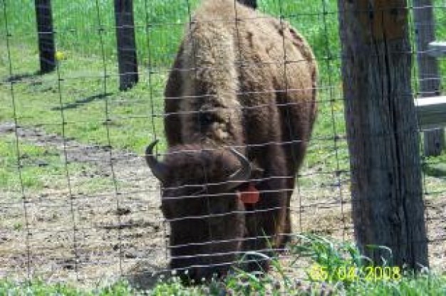 brown bison dangerous in zoo Fence grassland