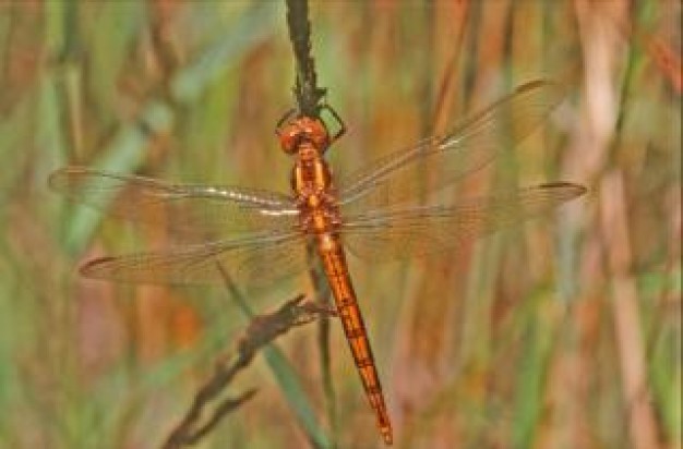 brown body dragonfly close-up animal with lucid wings