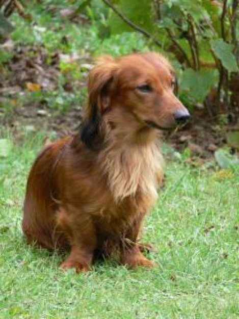 brown dachshun dog sitting at grass