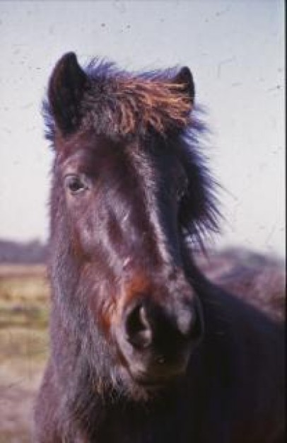 brown horse face close-up feature