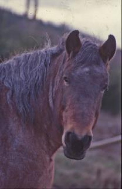 brown horse front feature farming animal