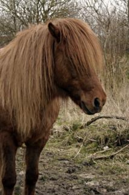 brown horse Horse ride about resting in forest