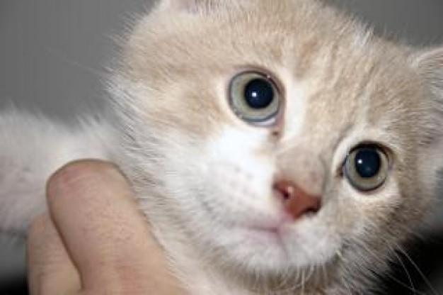 brown kitten close-up with bright eyes