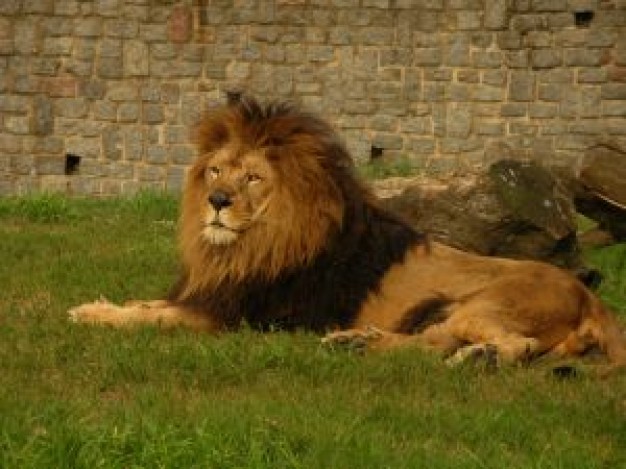 brown lion resting at grass