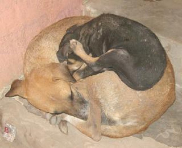 brown mother dog and black child stray dogs