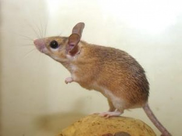 brown mouse in two legs with gray background