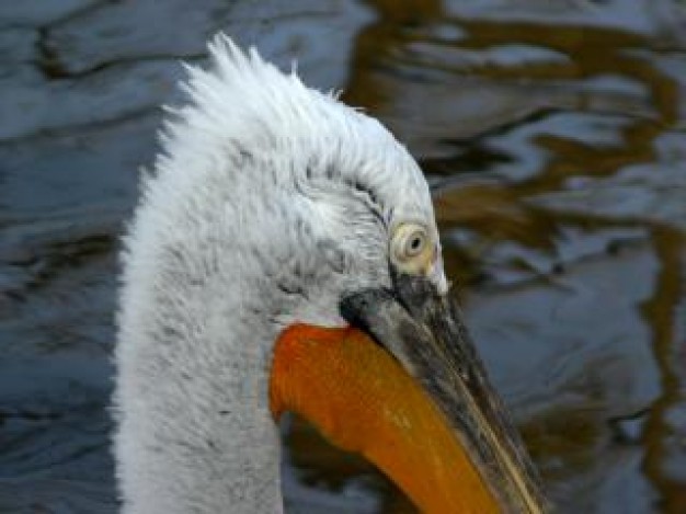 Brown Pelican pelecanus Pelecaniformes crispus zoo about Flora and Fauna