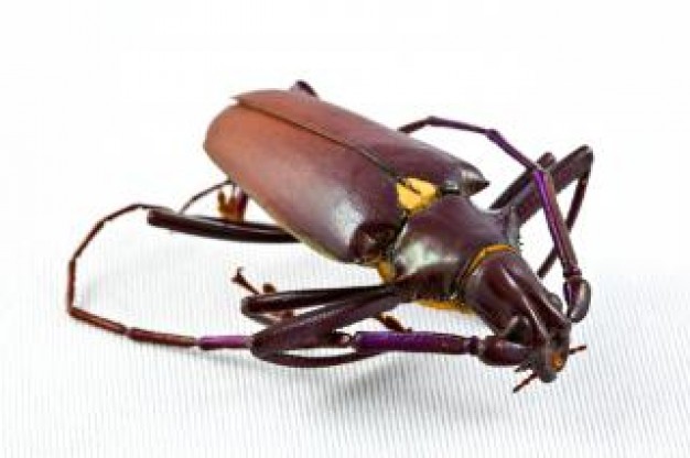 brown pyrodes longiceps beetle cerambycidae close-up feature