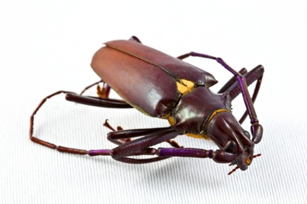 brown pyrodes longiceps beetle in top view