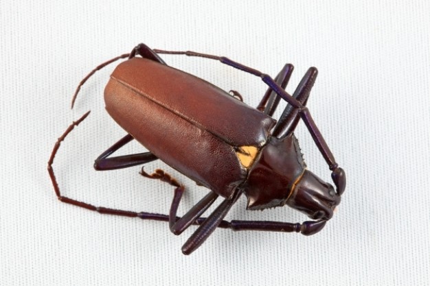 brown pyrodes longiceps beetle in top view