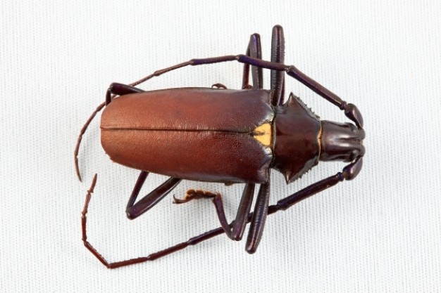 brown pyrodes longiceps beetle in top view