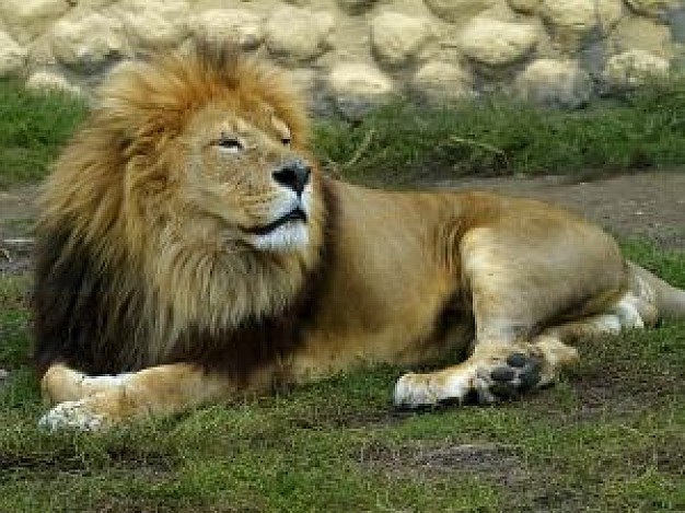 brown resting lion with stone wall at back