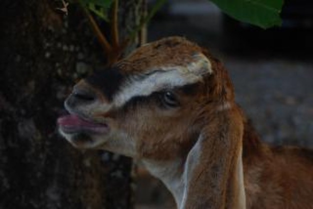 brown sheeps head in side view