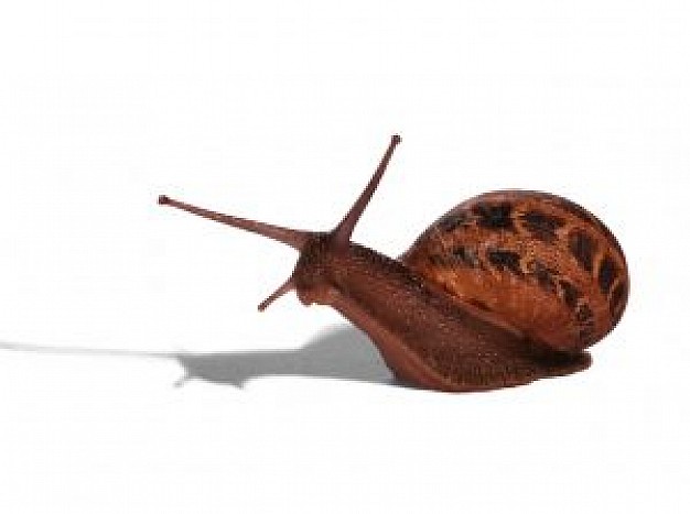 brown snail crawling over white surface with shadow