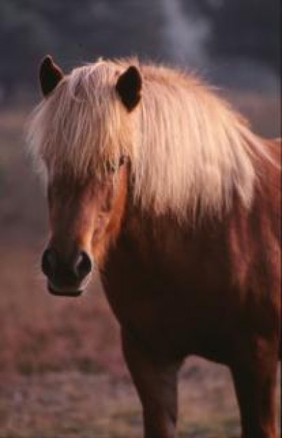 brown Stallion horse animal standing with front view