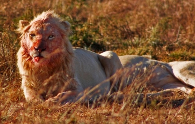 brutal grace lion with blood on the face lying at grass