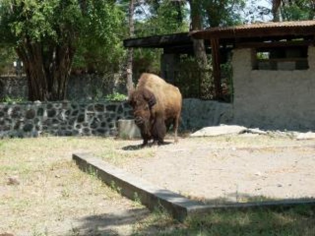 buffalo at surabaya zoo with house tree background