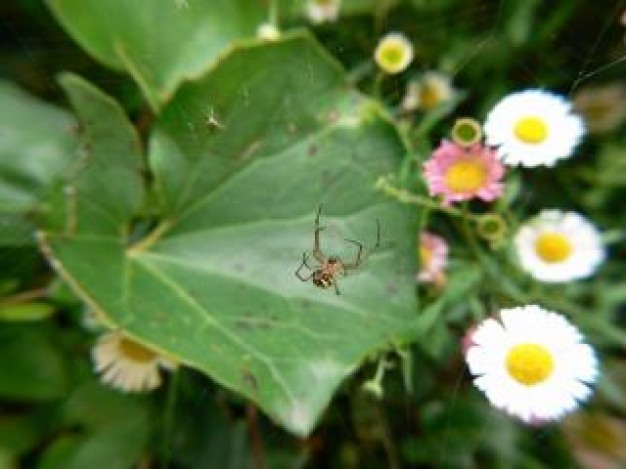 bug life and leaf and flowers