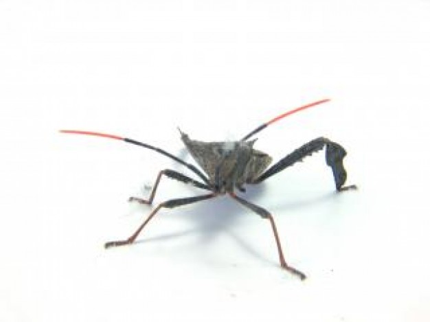 bug Massachusetts night about Asian long-horned beetle insect close-up