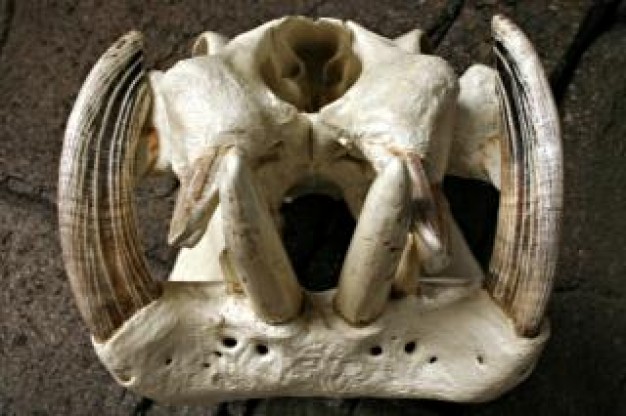 Bujumbura hippo Burundi skull about death photo art