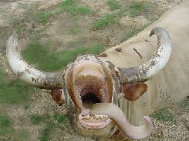 bull opening mouth and lying the floor