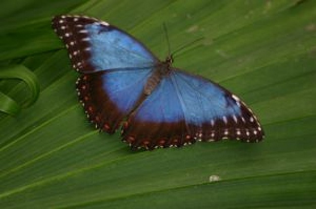 buttelfly with blue and black white wings